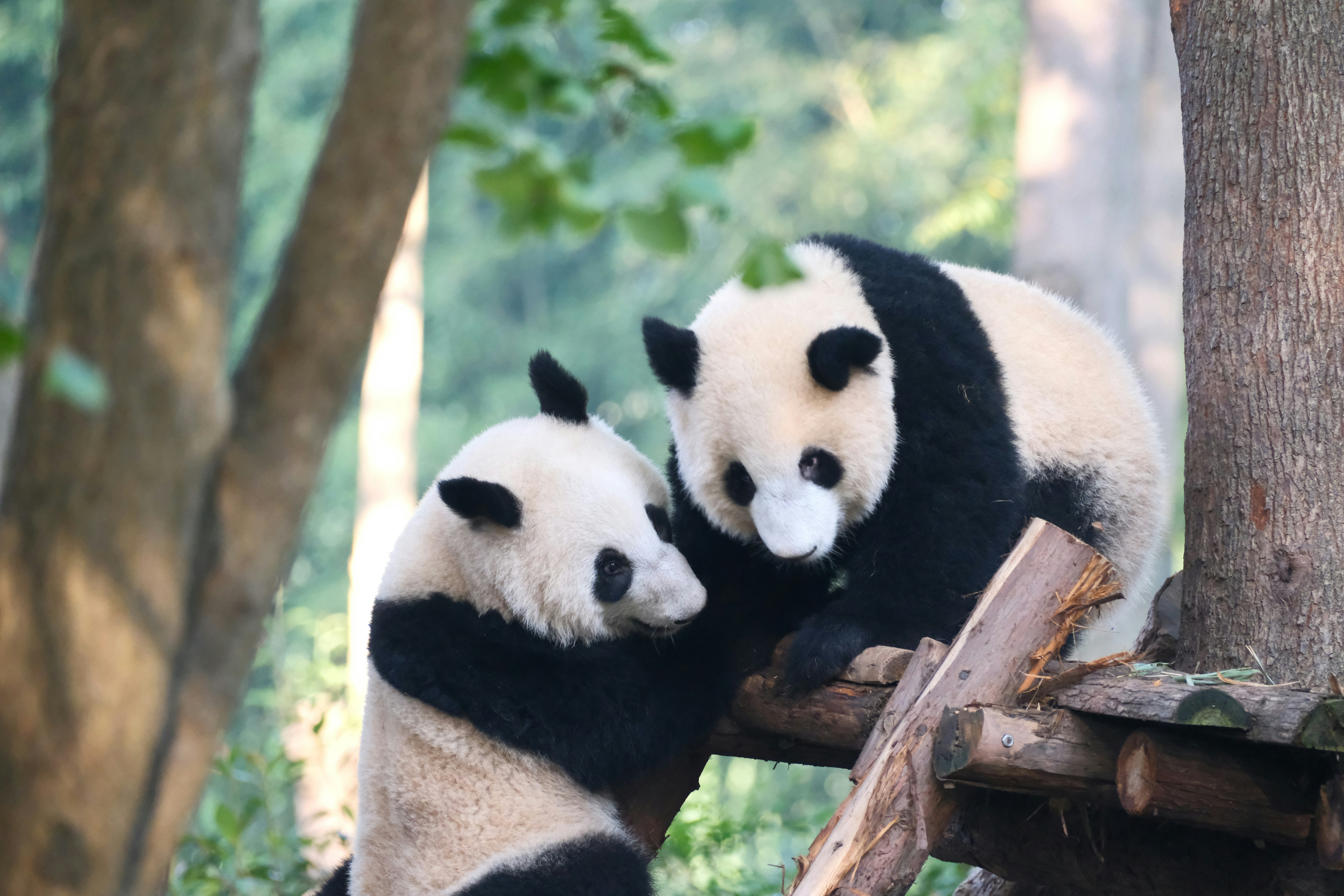 Chengdu giant panda and traditional teahouse